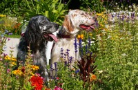 /album/fotogalerie/hof-und-eremitage-070-jpg/